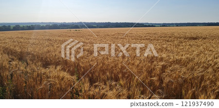 Rural landscape, nature photo, fields with wheat, background of ripening ears at sunrise, cloudy, sky background, horizon, rural meadows, country road, also, river, birch grove, Ukraine, Kharkov, prin 121937490