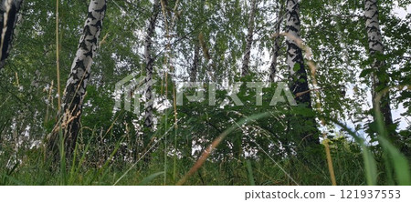 Rural landscape, nature photo, fields with wheat, background of ripening ears at sunrise, cloudy, sky background, horizon, rural meadows, country road, also, river, birch grove, Ukraine, Kharkov, prin 121937553