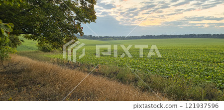 Rural landscape, nature photo, fields with wheat, background of ripening ears at sunrise, cloudy, sky background, horizon, rural meadows, country road, also, river, birch grove, Ukraine, Kharkov, prin 121937596