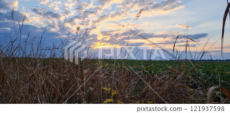 Rural landscape, nature photo, fields with wheat, background of ripening ears at sunrise, cloudy, sky background, horizon, rural meadows, country road, also, river, birch grove, Ukraine, Kharkov, prin 121937598