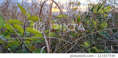 Rural landscape, nature photo, fields with wheat, background of ripening ears at sunrise, cloudy, sky background, horizon, rural meadows, country road, also, river, birch grove, Ukraine, Kharkov, prin Rural landscape, nature photo, fields with wheat, background of ripening ears at sunrise, cloudy, sky background, horizon, rural meadows, country road, also, river, birch grove, Ukraine, Kharkov, prin 121937599