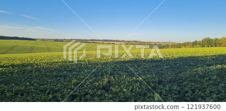 Rural landscape, nature photo, fields with wheat, background of ripening ears at sunrise, cloudy, sky background, horizon, rural meadows, country road, also, river, birch grove, Ukraine, Kharkov, prin 121937600