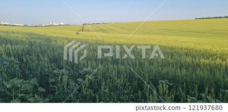 Rural landscape, nature photo, fields with wheat, background of ripening ears at sunrise, cloudy, sky background, horizon, rural meadows, country road, also, river, birch grove, Ukraine, Kharkov, prin 121937680