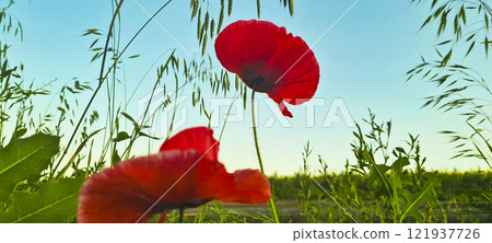 Rural landscape, nature photo, fields with wheat, background of ripening ears at sunrise, cloudy, sky background, horizon, rural meadows, country road, also, river, birch grove, Ukraine, Kharkov, prin 121937726