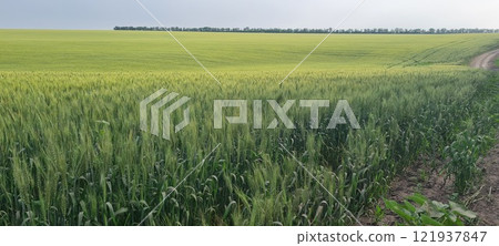Rural landscape, nature photo, fields with wheat, background of ripening ears at sunrise, cloudy, sky background, horizon, rural meadows, country road, also, river, birch grove, Ukraine, Kharkov, prin 121937847