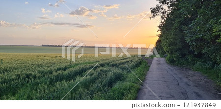 Rural landscape, nature photo, fields with wheat, background of ripening ears at sunrise, cloudy, sky background, horizon, rural meadows, country road, also, river, birch grove, Ukraine, Kharkov, prin 121937849