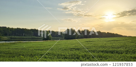Rural landscape, nature photo, fields with wheat, background of ripening ears at sunrise, cloudy, sky background, horizon, rural meadows, country road, also, river, birch grove, Ukraine, Kharkov, prin 121937853