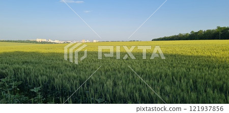 Rural landscape, nature photo, fields with wheat, background of ripening ears at sunrise, cloudy, sky background, horizon, rural meadows, country road, also, river, birch grove, Ukraine, Kharkov, prin 121937856