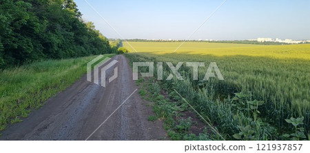 Rural landscape, nature photo, fields with wheat, background of ripening ears at sunrise, cloudy, sky background, horizon, rural meadows, country road, also, river, birch grove, Ukraine, Kharkov, prin 121937857