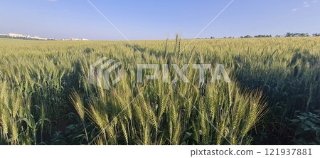 Rural landscape, nature photo, fields with wheat, background of ripening ears at sunrise, cloudy, sky background, horizon, rural meadows, country road, also, river, birch grove, Ukraine, Kharkov, prin 121937881