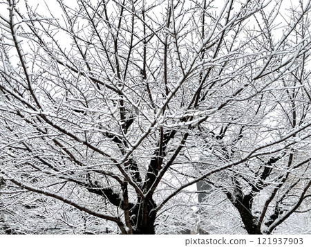 Trees and snow 121937903