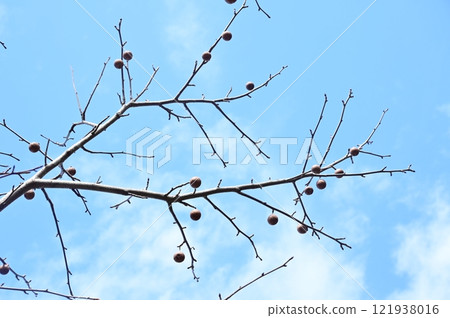 手帕樹(山茱萸科珙桐)冬季果實 手帕樹(山茱萸科珙桐)冬季果實 121938016