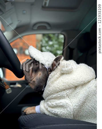 A French bulldog dressed in a fluffy white coat and hat sits in the driver's seat, looking out while parked in a car on a chilly day A French bulldog dressed in a fluffy white coat and hat sits in the driver's seat, looking out while parked in a car on a chilly day 121938109