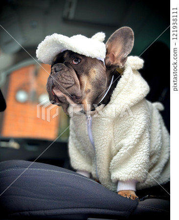 A stylish French Bulldog dressed in a fluffy white outfit and hat sits calmly on a car seat, enjoying a quiet moment A stylish French Bulldog dressed in a fluffy white outfit and hat sits calmly on a car seat, enjoying a quiet moment 121938111