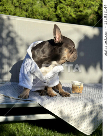 A French bulldog in a cozy bathrobe sits on a chaise lounge, casually enjoying a snack while basking in the sun in a backyard 121938144