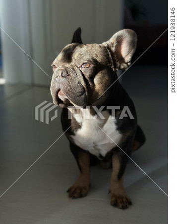 A French bulldog sits quietly in a sunlit corner of the room, showcasing a playful expression under soft afternoon light A French bulldog sits quietly in a sunlit corner of the room, showcasing a playful expression under soft afternoon light 121938146