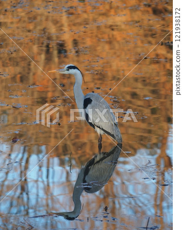 A grey heron searching for fish in a winter river A grey heron searching for fish in a winter river 121938172