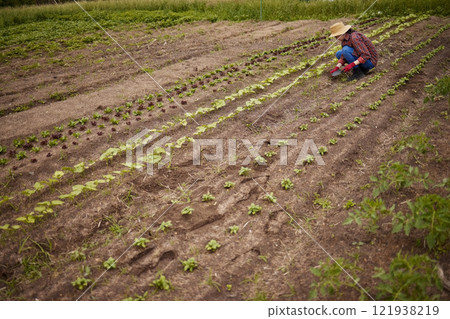 Countryside farmer planting crops in a neat line on sustainable, agriculture farm field. Woman gardener or worker farming with gardening tools, gear and working with produce for eco friendly growth 121938219