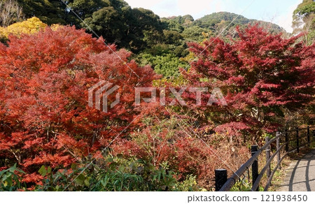 Autumn on the Amagi Old Shimoda Highway Autumn on the Amagi Old Shimoda Highway 121938450