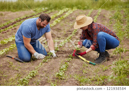 Farmers planting plants together on an organic and sustainable farm or garden outdoors. Couple sow vegetable crops or seedlings on fertile soil or farmland and work in the agriculture industry 121938584