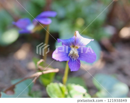 Violets shining in the sunlight Violets shining in the sunlight 121938849