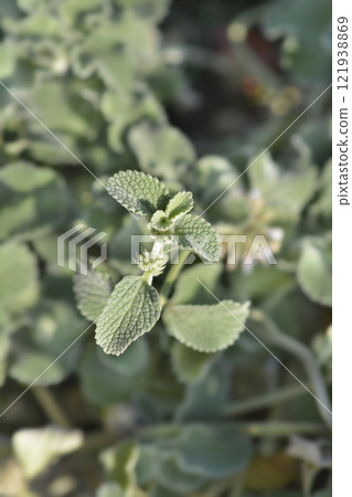 Scallop Shell Horehound 121938869