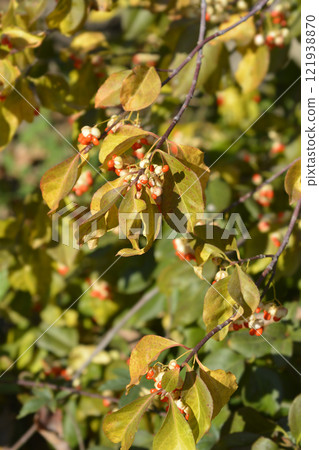 White spindle White spindle 121938870