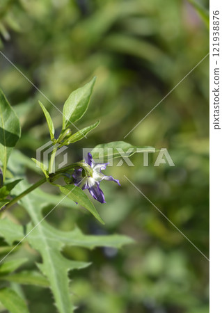 Rocoto pepper 121938876