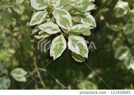 Silver and Gold Red-osier Dogwood 121938885