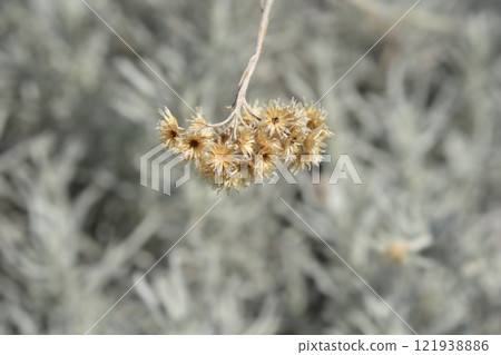 Italian everlasting seeds 121938886