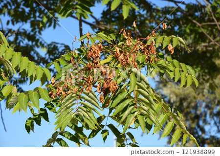 Tree of heaven 121938899