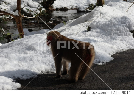 Monkey in the snow Monkey in the snow 121939015