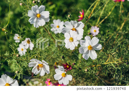White cosmos flowers blooming in sunlight White cosmos flowers blooming in sunlight 121939748