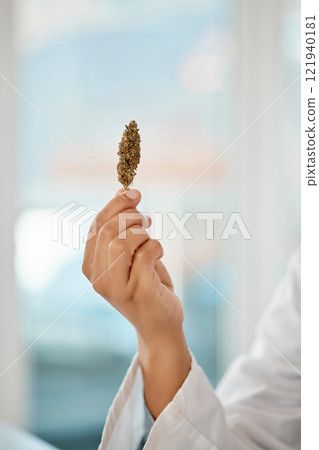 Closeup of medical marijuana in hand of a doctor offering it to relax, calm anxiety and reduce pain. Scientist holding a bud of cannabis for pharmaceutical research and give to a patient as medicine. Closeup of medical marijuana in hand of a doctor offering it to relax, calm anxiety and reduce pain. Scientist holding a bud of cannabis for pharmaceutical research and give to a patient as medicine. 121940181