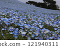 盛開在 nemophila 的紅色花朵 121940311