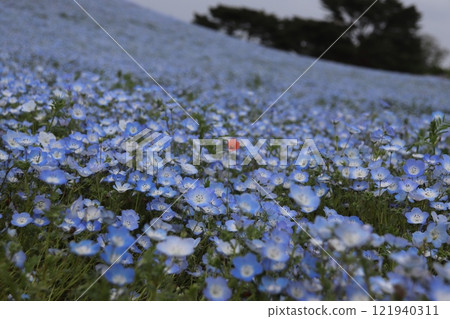 Red flowers blooming in nemophila Red flowers blooming in nemophila 121940311