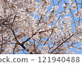 藍天和盛開的櫻花 121940488