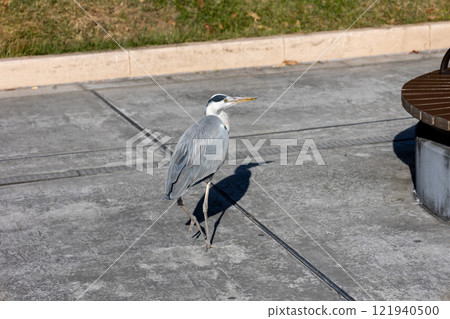 A heron walking through the city 121940500