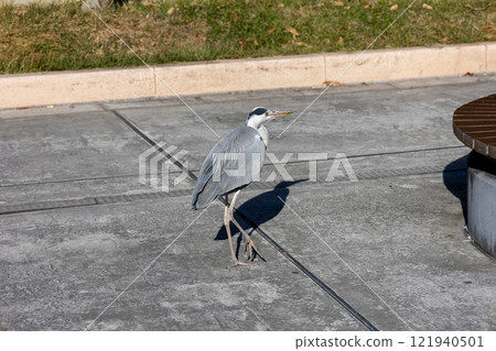 A heron walking through the city 121940501