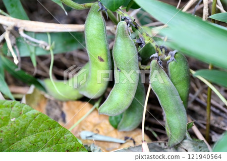 Mucuna pruriens 121940564