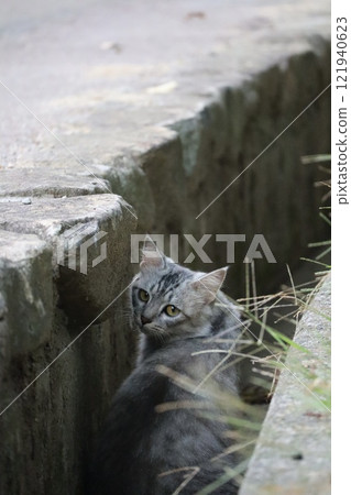 回望的貓 回望的貓 121940623