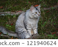 漂亮的小貓 121940624