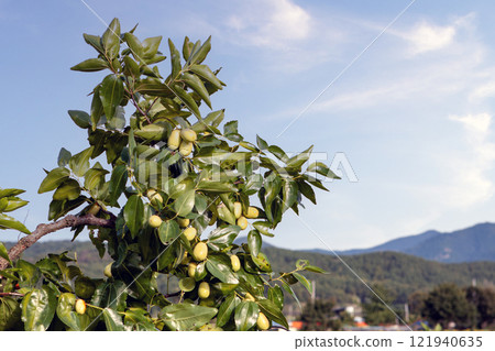 Date fruit 121940635