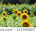 向日葵田 121940807