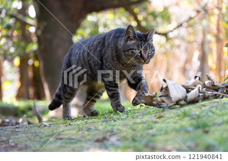 A stray cat with a brown tabby pattern walking towards me in the nature 121940841