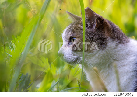 Profile of a stray cat with a brown tabby pattern in green grass 121940842