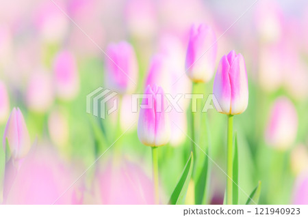 The soft arrival of spring: A fantastical landscape woven with soft pink tulips 121940923