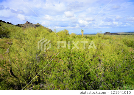 Sonora Desert Arizona Picacho Peak State Park 121941010
