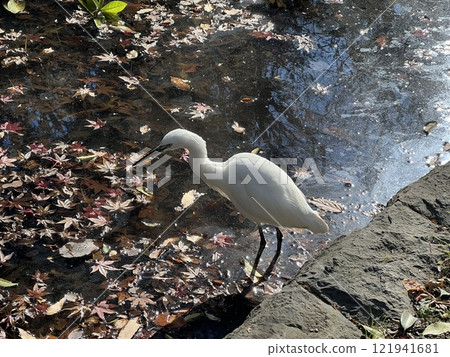 A little egret, or white egret, bathing in a river in winter. A little egret, or white egret, bathing in a river in winter. 121941681
