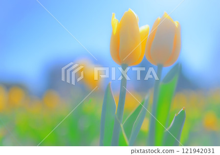 黃色鬱金香召喚著安靜而輕鬆的時刻 121942031